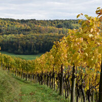 tegerfelden-reben-mit-gelben-blaettern