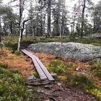 Spuren eines urzeitlichen Meeresbodens im Felsen bei Vuokatti