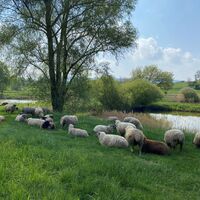 Schafe bei de nFischteichen
