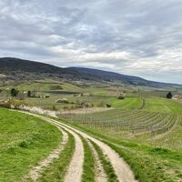 Vorblick Richtung Gumpoldskirchen, in weiten Kehren geht es hier topographisch perfekt angelegt weiter