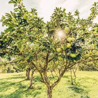 Obstwiese
