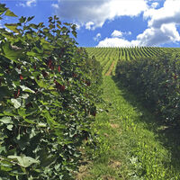 Obstplantagen im Renchtal