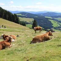 Viehweide Bründlalm_Naturpark Almenland_Oststeiermark