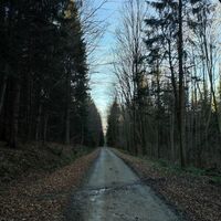 Forststraße und Wanderweg Richtung Prachatice