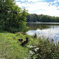 Jägersburger Brückweiher