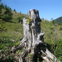 Hinternaßwald - Grenzriegel - Amaißbichl