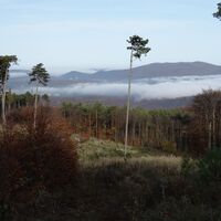 am Weg "Steiniger Weg" im "Steiniger Wald"
