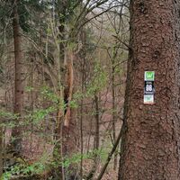 Wegmarkierungen Rundweg Steinbergruine, Sauerland Waldroute, O6