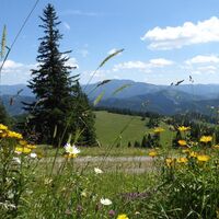 Bunte Wegbegleiter