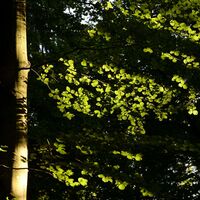 Die Buche