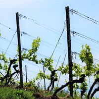 Weinreben