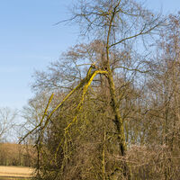 Flechten im Sonnenlicht
