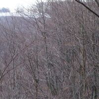 Am Weg Richtung Windischhütte