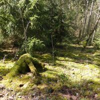 Frühlingserwachen im Weddel