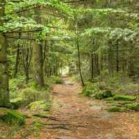 Ein schmaler Wanderpfad führt durch den herbstlichen Wald