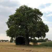 Franzosengrab