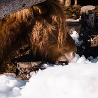 Pony im Schnee am Ofenstegweg