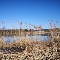 leuggern-pflanzen-am-klingnauer-stausee