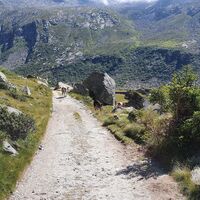 Kühe am Weg