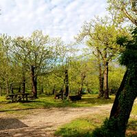 Das Kastanienwäldchen oberhalb von Nago