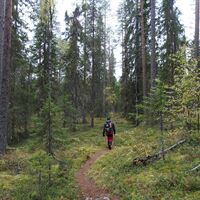Kokkoharju Weg