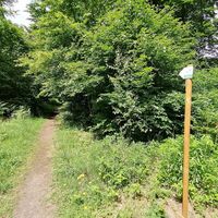 In den schattigen Wald Richtung Saarpfalz-Park in Bexbach