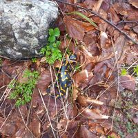 Dieser Feuersalamander leistete mir gesellschaft