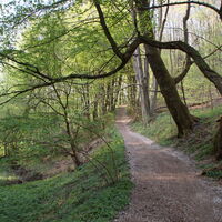 Waldweg am Hasenberg