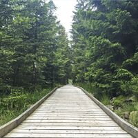 Bohlenweg Hochmoor Kaltenbronn