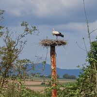 Storch im Nest - Storchenwanderweg Winden