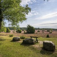 Tiefental Heideblüte 2023 Suedheide
