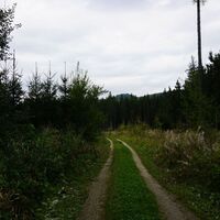Breiterer Waldweg - Ankürzung zum Wanderweg 521