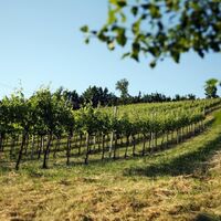Traisentaler Weinlandschaften bei Würmla
