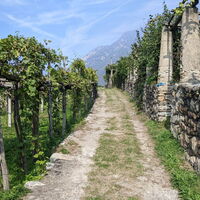 Weg zwischen den Weinbergen