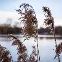 Naturseen Traismauer