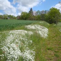Weg auf den Wachtelberg