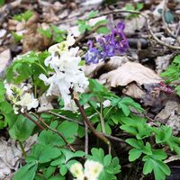 Flora: Hohler Lerchensporn