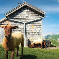 Schafe an der Erinnerungshütte