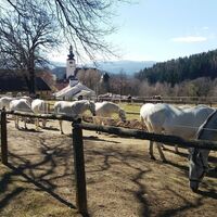 Auslaufplatz Lipizzanergestüt Piber