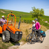 Radweg durch das Weinbaugebiet Elsass - Dambach-la-ville