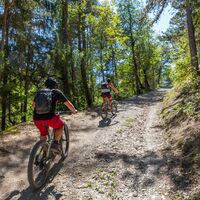 Mountainbike Auffahrt Wald