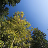 Bäume vor blauem Himmel in Willingen