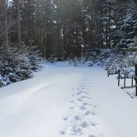 3.0 km Almgatter vor den Wiesen