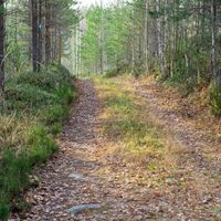 Surmilampi Trail, breiter Geländepfad