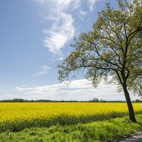 Rapsblüte bei Reinstorf im Frühling