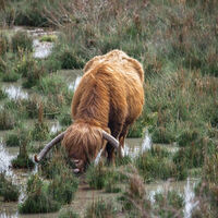 Highlander im Moor