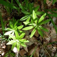 Waldmeister im Brenntenwald