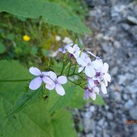 Flora