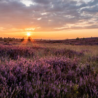 Die Tütsberg Heide im Sonnenuntergang