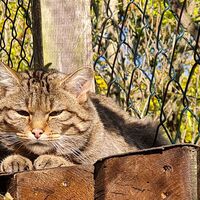 Pfaffengut Plauen Wildkatzensprung